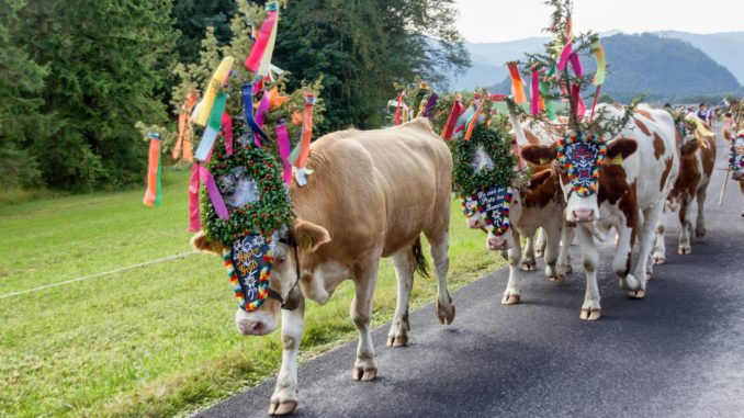 Ob in 2022 die Almabtriebe im Allgäu mit Zuschauern stattfinden werden? (Symbolbild) // Foto: pixabay.com (2105543)