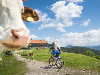 Auch an der Gindelalm oberhalb von Schliersee ist Respekt ein guter Ratgeber. // Foto: oberbayern.de, Dietmar Denger