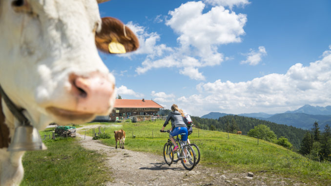 Auch an der Gindelalm oberhalb von Schliersee ist Respekt ein guter Ratgeber. // Foto: oberbayern.de, Dietmar Denger