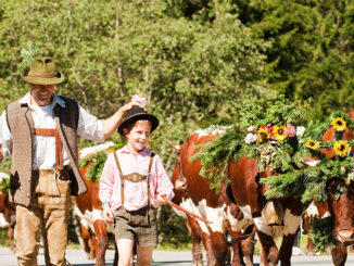 Die Vorbereitungen für den Almabtrieb beginnen schon Wochen vorher. Die Weidetiere werden für diesen besonderen Anlass mit Kränzen, Zweigen und bunten Bändern geschmückt, was vor allem an die jahrhundertealte Tradition des "Aufkranzens" erinnert. // Foto: Filzmoos Tourismus, Hans Huber