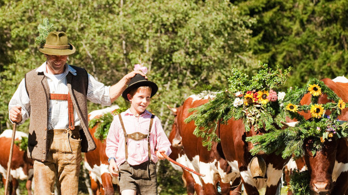 Die Vorbereitungen für den Almabtrieb beginnen schon Wochen vorher. Die Weidetiere werden für diesen besonderen Anlass mit Kränzen, Zweigen und bunten Bändern geschmückt, was vor allem an die jahrhundertealte Tradition des "Aufkranzens" erinnert. // Foto: Filzmoos Tourismus, Hans Huber