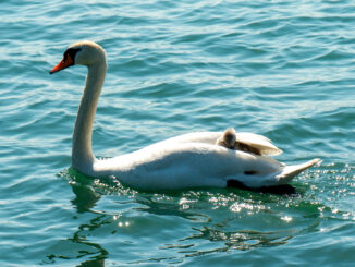 Der Schwan-Nachwuchs macht es richtig: Lässt sich gemütlich von den Eltern auf dem Bodensee schippern. Bild: C. Schön