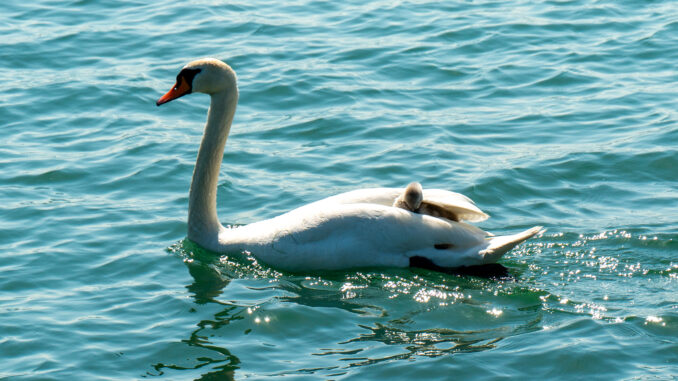 Der Schwan-Nachwuchs macht es richtig: Lässt sich gemütlich von den Eltern auf dem Bodensee schippern. Bild: C. Schön