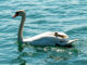 Der Schwan-Nachwuchs macht es richtig: Lässt sich gemütlich von den Eltern auf dem Bodensee schippern. Bild: C. Schön